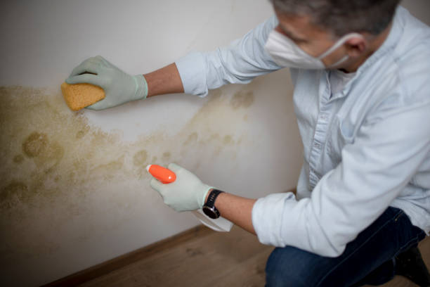Best Black Mold Removal  in Hoisington, KS
