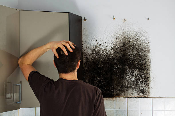 Hoisington, KS Mold Removal Company