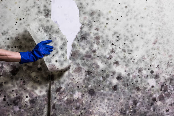 Best Mold Inspection  in Hoisington, KS