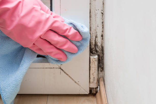 Best Home Mold Removal  in Hoisington, KS