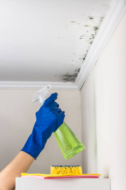 Best Local Mold Removal Service  in Hoisington, KS