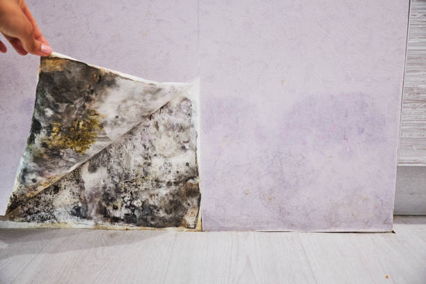 Certified Mold Removal in Hoisington, KS